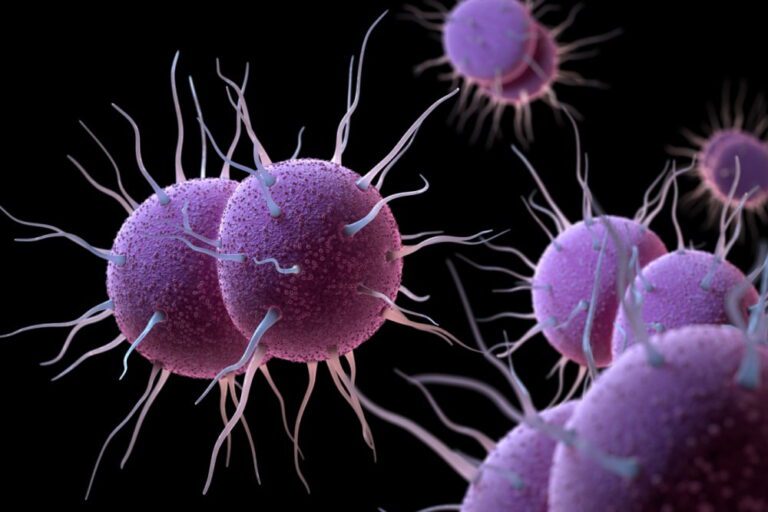 Imagem ilustrativa da bacteria Neisseria gonorrhoeae, causadora da gonorreia.
