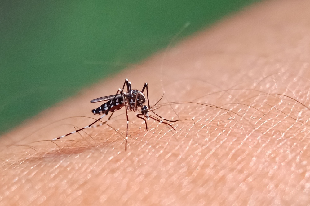 Tudo sobre a dengue