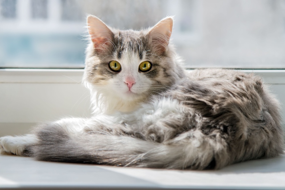 Toxoplasmose: sintomas, diagnóstico e prevenção